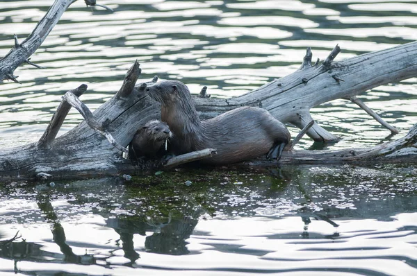 Wilde Otters Wilde Natuur — Stockfoto
