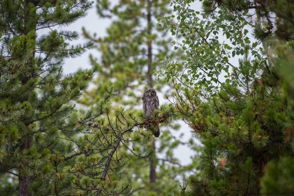 野生大灰猫头鹰 奥尔贝塔 加拿大 — 图库照片