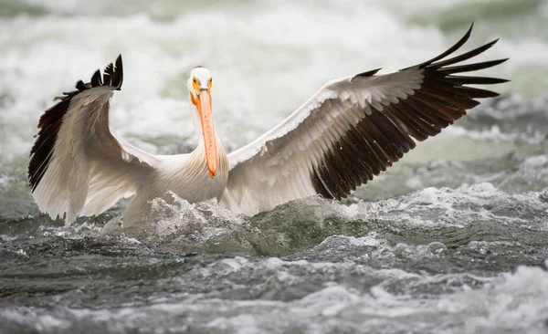 Пеликан Дикой Природе — стоковое фото
