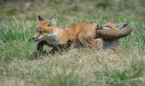 캐나다 광야에서 여우의 공격을 — 스톡 사진