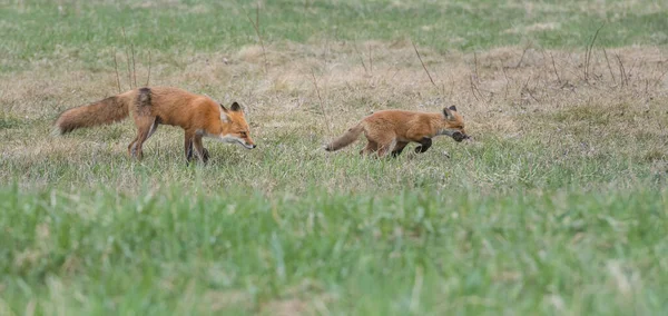 红狐家族在野外 — 图库照片