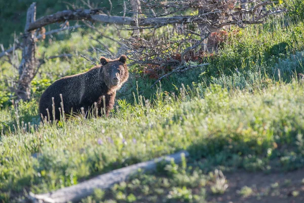 Grizzly Beer Het Wild — Stockfoto