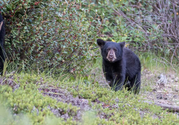 Urso Negro Natureza — Fotografia de Stock