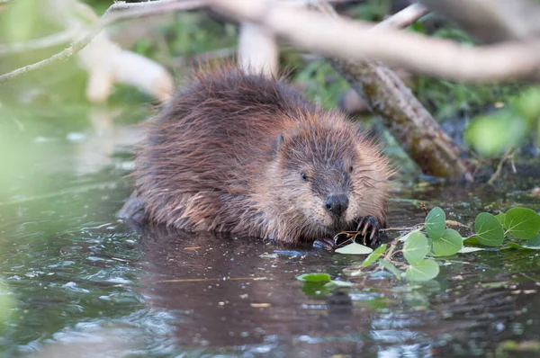 Bever Het Wild — Stockfoto