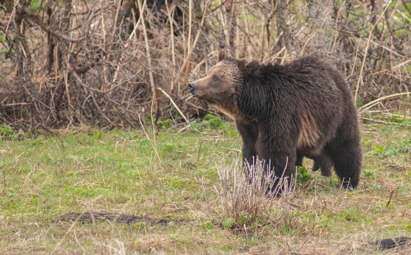 Grizzly Bear Yellowstone — Stock Photo, Image