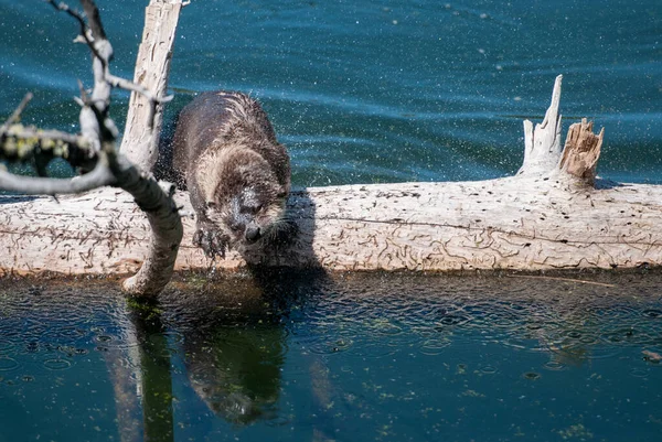 Wild Otter Wild Nature — Stock Photo, Image