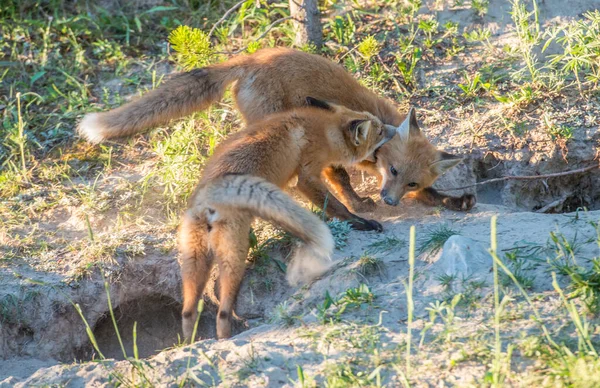 Vahşi Doğadaki Kurbağa — Stok fotoğraf