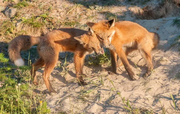 Mignon Renards Rouges Sur Herbe Nature Sauvage — Photo