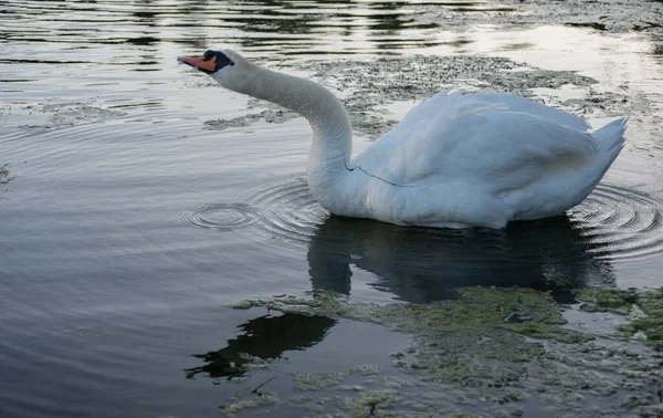 Cisne Naturaleza — Foto de Stock