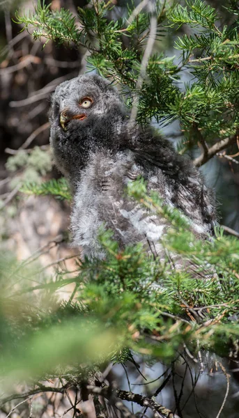 Grande Gufo Grigio Nella Natura Selvaggia Alberta Canada — Foto Stock