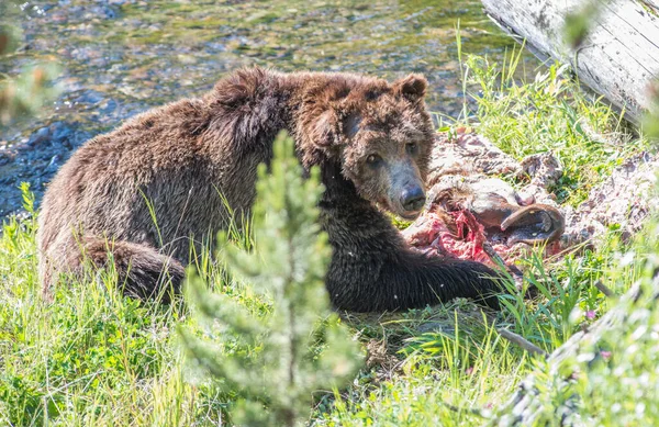 Медведь Гризли Дикой Природе Йеллоустонский Национальный Парк — стоковое фото