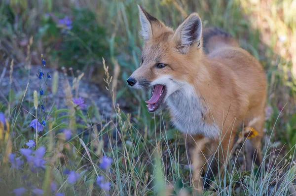 Cute Red Foxes Grass Park — Stock Photo, Image