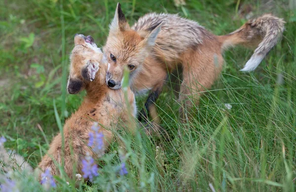 Mignon Renards Rouges Sur Herbe Parc — Photo