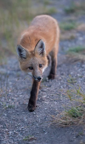 Mignon Renards Rouges Sur Herbe Parc — Photo