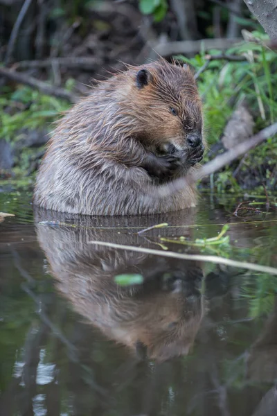 Castor Naturaleza — Foto de Stock