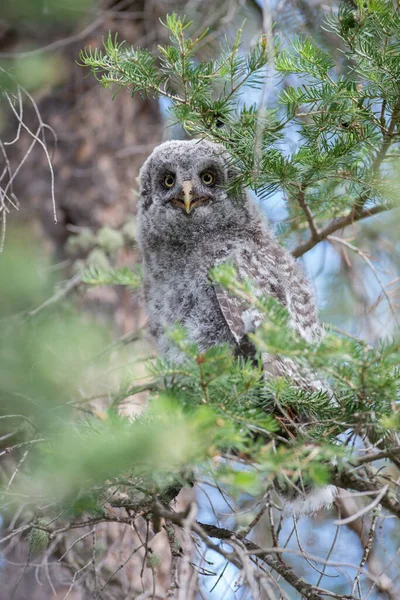 Grande Gufo Grigio Nella Natura Selvaggia Alberta Canada — Foto Stock