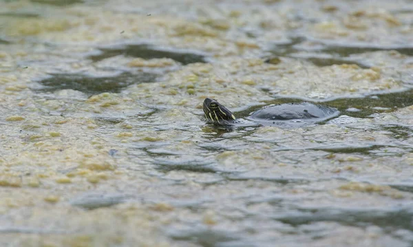 Tortue Peinte Dans Nature — Photo