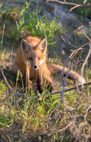 Carino Volpi Rosse Erba Parco — Foto Stock