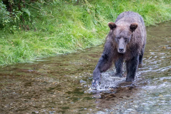 Medvěd Grizzly Divočině — Stock fotografie