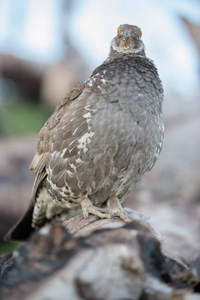 野生の自然の中でのグループの閉鎖 カナダ — ストック写真