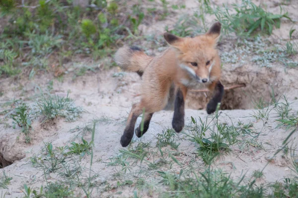 Renard Roux Dans Nature — Photo