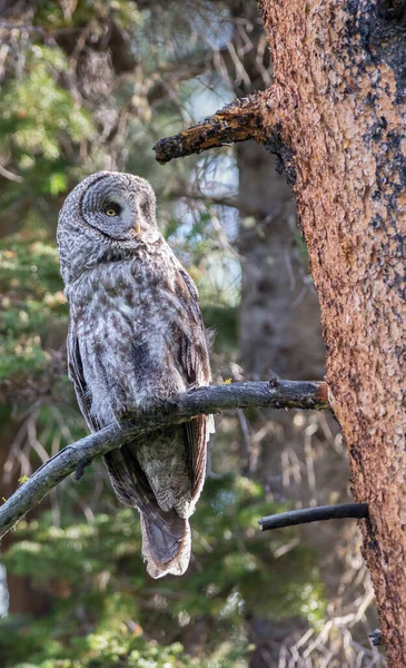 Grande Coruja Cinza Natureza Selvagem Alberta Canadá — Fotografia de Stock