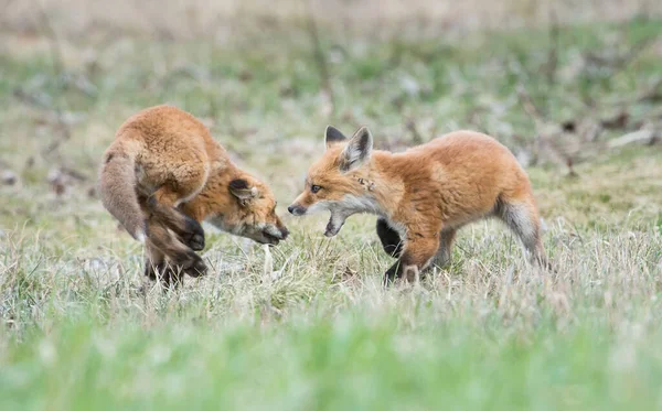 Κόκκινη Αλεπού Οικογένεια Στην Άγρια Φύση — Φωτογραφία Αρχείου