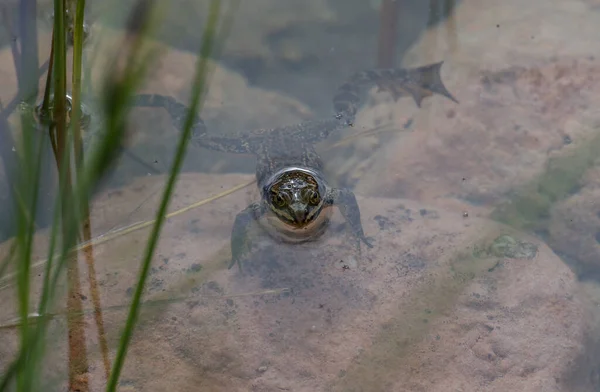 Crapaud Dans Les Rocheuses Canadiennes — Photo