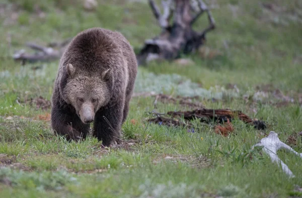 Medvěd Grizzly Divočině — Stock fotografie