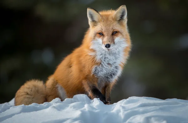 Red Fox Sălbăticie — Fotografie, imagine de stoc