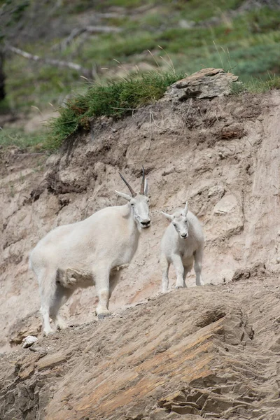 Chèvres Montagne Mère Bébé Dans Nature Parc National Jaspe Canada — Photo