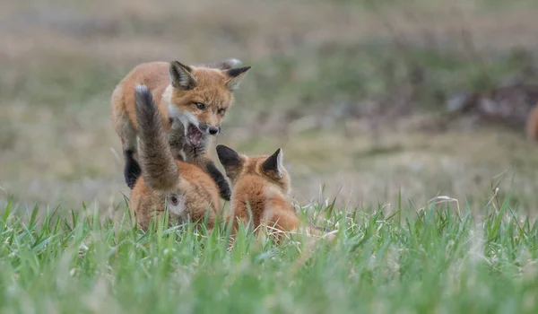 野生の自然の中で草の上にかわいい赤いキツネ — ストック写真