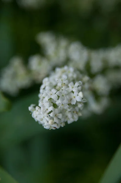 Wiildflowers Йеллоустонских Национальных Парках — стоковое фото