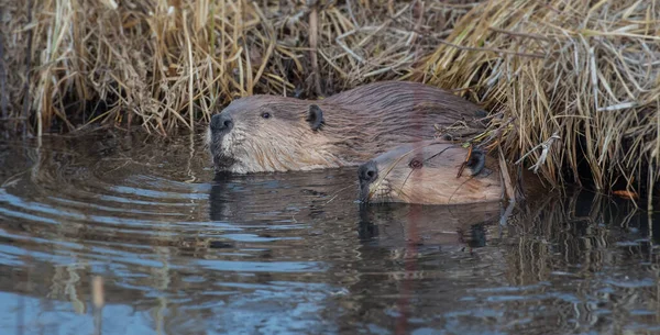 Beaver Canadian Wilderness — Stock Photo, Image
