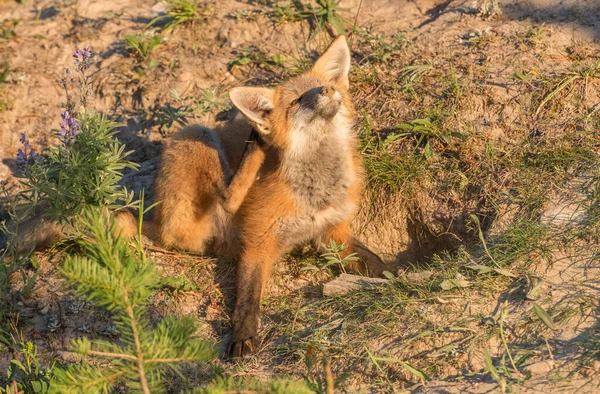 公園で草の上のかわいい赤いキツネ — ストック写真