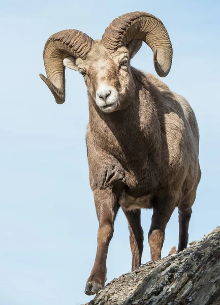 Rams Bighorn Natureza — Fotografia de Stock