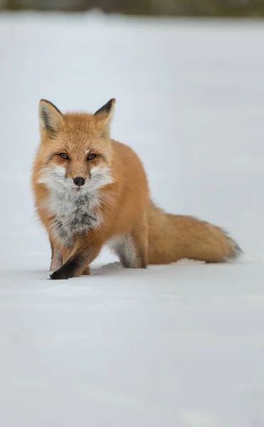 Roztomilé Červené Lišky Trávě Divoké Přírodě — Stock fotografie