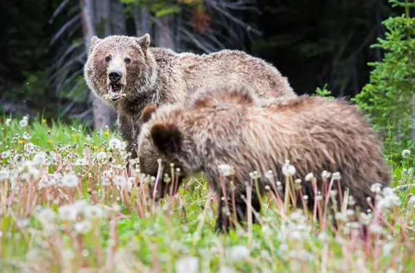 Urso Pardo Nas Montanhas Rochosas Canadenses — Fotografia de Stock