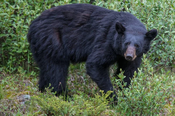 Urso Negro Deserto Canadense — Fotografia de Stock