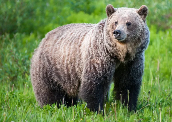 Grizly Björn Det Vilda — Stockfoto