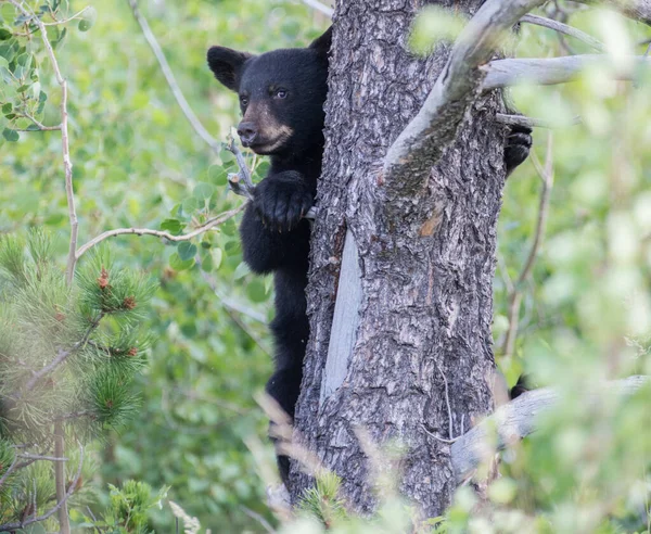 Urso Negro Natureza — Fotografia de Stock