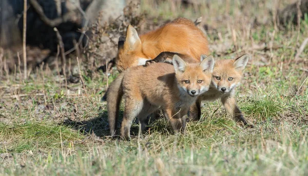 Rode Vos Het Wild — Stockfoto