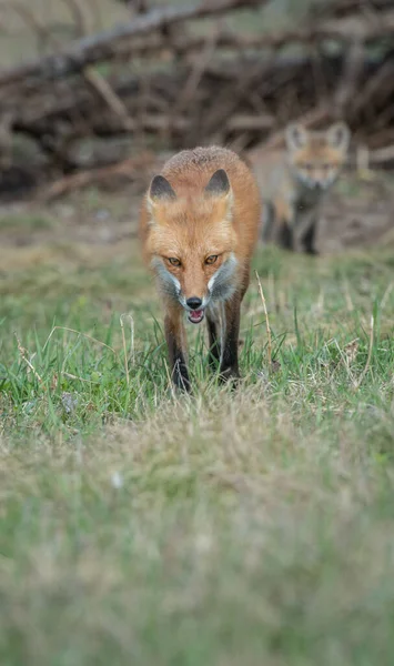 Renard Roux Canada — Photo