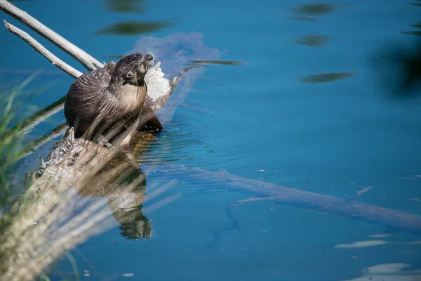 Nahaufnahme Wilder Fischotter Der Natur — Stockfoto