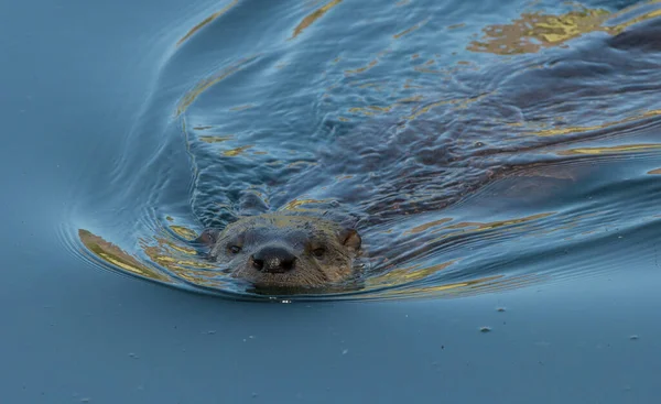 Loutres Sauvages Gros Plan Dans Nature — Photo