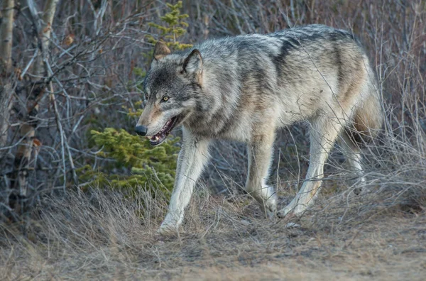 Γκρίζος Λύκος Στην Άγρια Φύση Ίασπη Κανάδα — Φωτογραφία Αρχείου