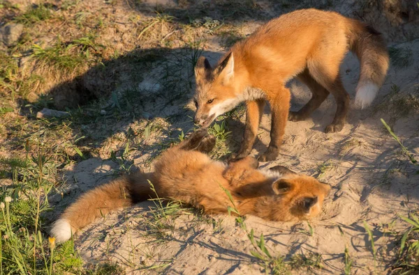 Roztomilé Červené Lišky Trávě Parku — Stock fotografie