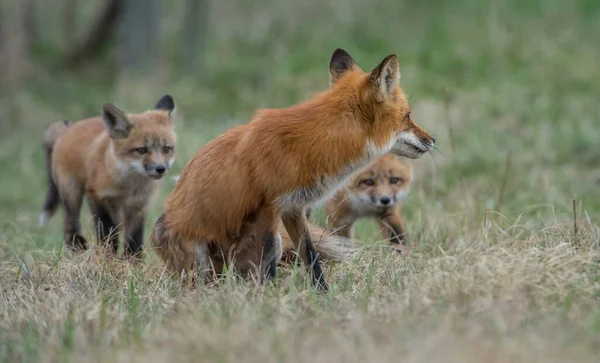 カナダのレッドフォックス — ストック写真