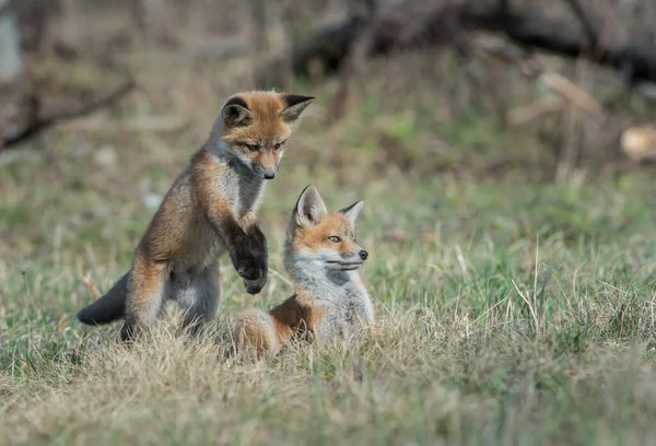 野生の赤狐 — ストック写真