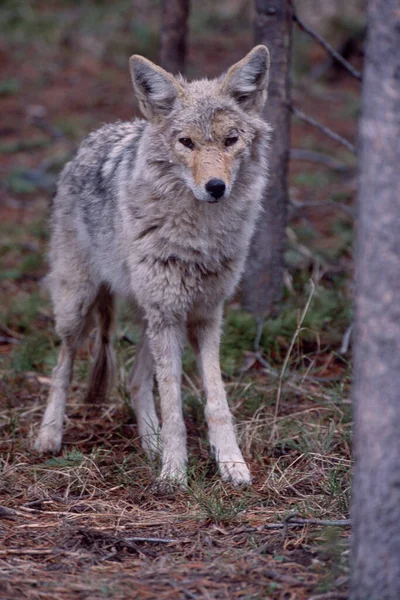 Coyote Het Wild — Stockfoto